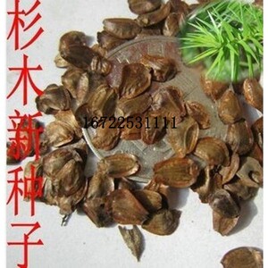 美国巨杉种子 北美红杉种子 世界爷 名贵木材树种子 云杉 银杉松