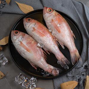 舟山红果鲤鲜活冷冻野生冰鲜赤鯥新鲜喉黑鱼日料刺身海鲜水产特产