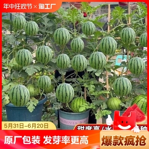 超甜蜂蜜小西瓜红玉无籽8424麒麟懒汉种植阳台盆栽水果种籽子开花