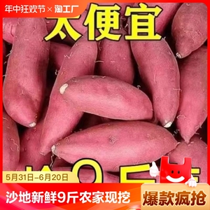 沙地龙九蜜薯红薯新鲜9斤番薯农家现发烤地瓜山芋红署紫薯自种