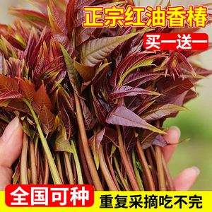 香椿树苖食用新鲜红油地栽盆栽芽菜南方北方种植四季正宗春芽树苗