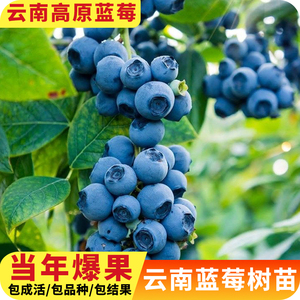 云南直发 蓝莓树果苗盆栽南方北方种植地栽春高带果树苗当年结果