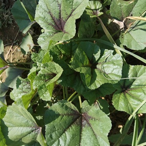 苋菜新鲜冬苋菜