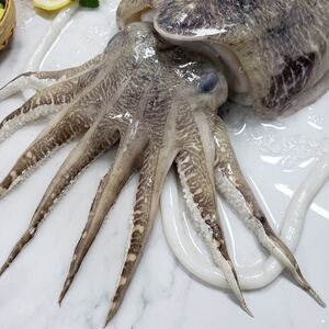 原只新鲜超大墨鱼海鲜鲜活水产大目鱼乌贼北海超大墨鱼3-12斤一只