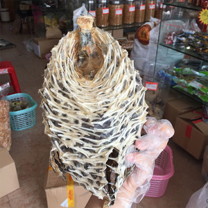 大号刺龟皮海胆皮刺豚皮海刺猬干货煲汤阳江特产刺猬鱼皮500g