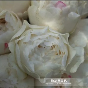 伊芙 卡勒姆 伊芙皇家婚礼 强香灌木 月季 抗病性强