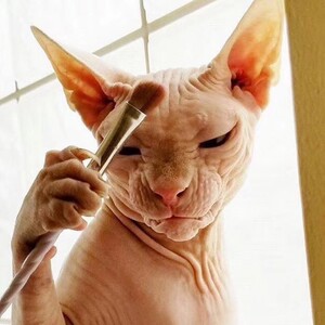 加拿大无毛猫幼猫斯芬克斯猫宠物猫崽活体物矮脚纯种比鲁斯小猫咪