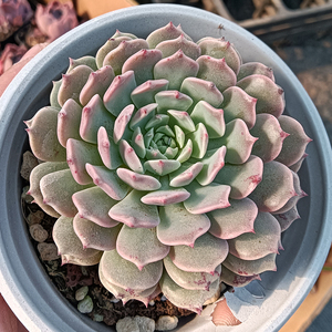 (90)纸风车 满9.9包邮 满9.9元48小时发货 高档多肉植物绿植