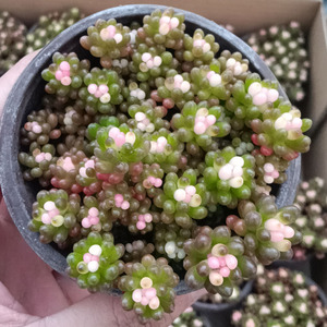 (237)大七彩龙珠 满9.9包邮 满9.9元48小时发货 高档多肉植物绿