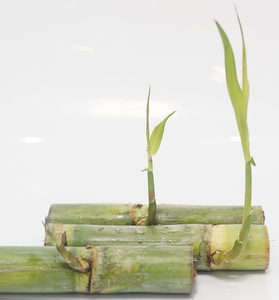 6根每根3-5芽青皮水果甘蔗种陶山农家引进种苗甘蔗梢绿皮水果甘蔗