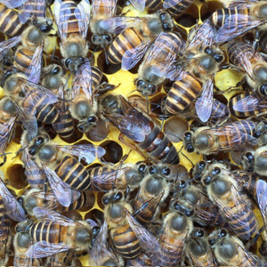 000人付款淘宝中蜂蜂王长白山种王高产阿v坝王双色处女王红环产卵王