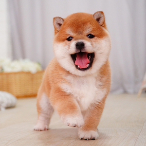 纯种日本柴犬幼犬双血统宠物狗zw1360号黑柴母