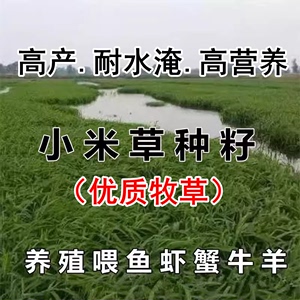 小米草种籽养殖水草虾蟹雀叶稗湖南稷子牧草种子水草草籽喂鱼草种