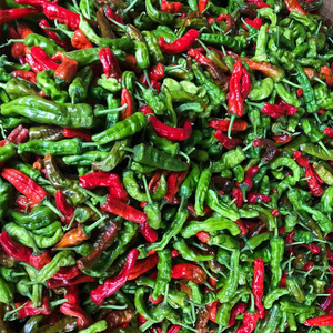 现摘新鲜蔬菜山东枣庄一窝蜂薄皮皱皮超辣特辣螺丝土辣椒3斤5斤