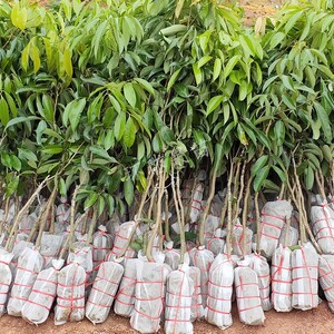 荔枝树苗带土球带叶广西灵山发货嫁接无核荔枝苗桂味妃子笑荔枝苗