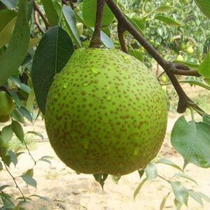 梨树苗嫁接苗 莱阳梨树苗 梨子苗 莱阳茌梨苗 南方北方种植果树苗