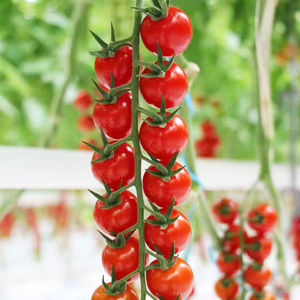 80枝纯旗舰店天猫枝纯樱桃水果小番茄198g*6盒新鲜蔬菜非普罗旺斯