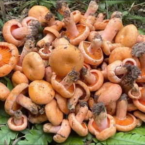 贵州松树菌黄枞菌鸡油菌新鲜丛菌野生菌松菇蘑菇顺丰航空包邮