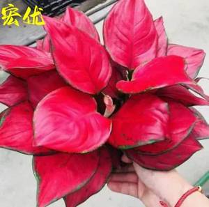 吉利红盆栽中国红如意皇后水培土培花卉室内植物净化空气包邮