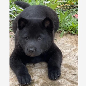 广西土猎犬虎斑
