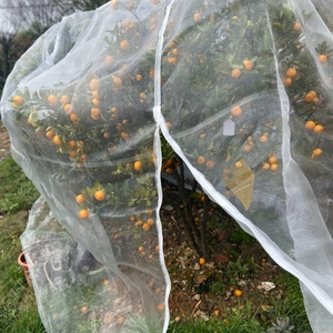 0060人付款淘宝杨梅网罩水果树防虫网网罩莲雾蓝莓网桃树防鸟网网罩