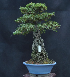 日本进口杜鹃新日光造型杜鹃盆景秀峰杜鹃收藏级绿植送人好礼