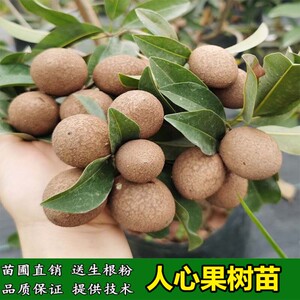 人心果苗 四季软枝人心果树苗盆栽庭院南方种植当年结果
