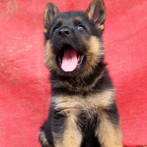 纯种德国牧羊犬幼犬活体长毛德牧幼崽短毛弓背牧羊犬锤系德牧幼犬