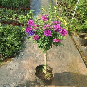 日本紫玉木槿花盆栽地栽带花苞庭院户外重瓣紫色大花棒棒糖木槿树