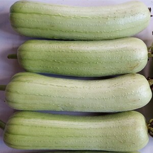 湖南新鲜蔬菜产地直发白丝瓜嫩肉丝瓜本地胖丝瓜新鲜4斤装