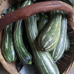 河南农家嫩南瓜窝瓜新鲜蔬菜当季现摘现发应季南瓜整箱5斤包邮