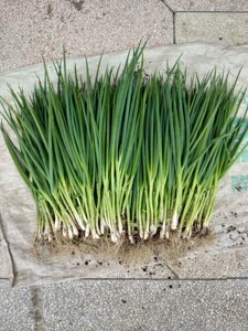 5斤葱苗四季小香葱小葱阳台盆栽小香葱苗 葱叶子蔬菜新鲜包邮