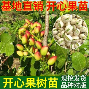 开心果树苗开心果盆栽地栽 当年结果嫁接果树苗盆栽 南方北方种植