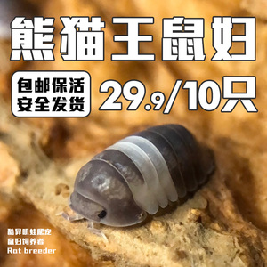 熊猫王鼠妇活虫pandakingc属潮虫宠物一组亚成10只饲养套装卷壳虫