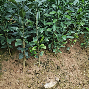 香橙苗小叶软枝香橙实生苗正宗香橙小苗柑桔香橙砧木苗香橙芽苗