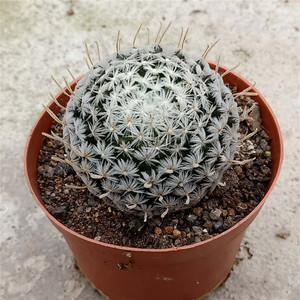 精品仙人球【杜威丸】软刺 不扎手 美观易养 防辐射 桌面植物盆栽