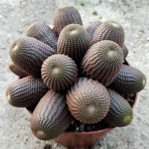 多肉植物黑蝎子无刺开花 仙人球室内阳台窗台防辐射吸甲醛美观绿