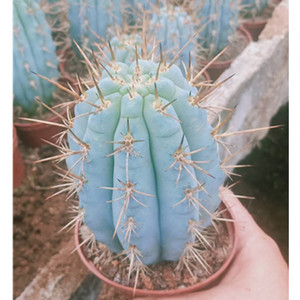 佛塔柱仙人球   开花美观易养  防辐射   精美桌面植物盆栽