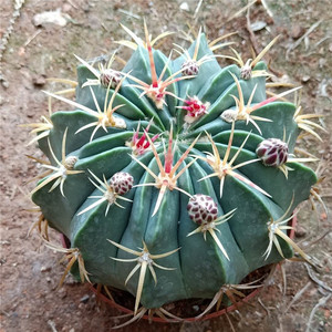 赤城仙人球  开花美观 易养 室内 防辐射吸甲醛 桌面阳台多肉植物