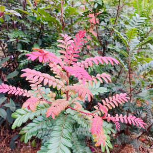 云南正宗红芽清香木树苗绿植花卉好养小盆栽驱蚊空气甲醛带土包邮