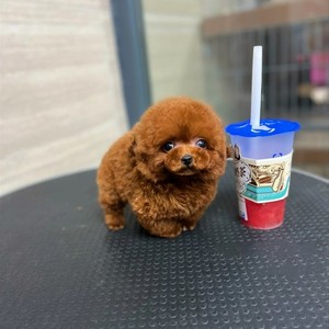 纯种泰迪幼犬长不大茶杯犬小体灰色贵宾小型犬不掉毛活体宠物狗狗
