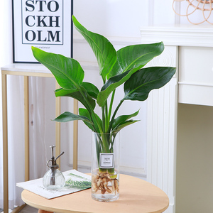 天堂鸟盆栽大型植物