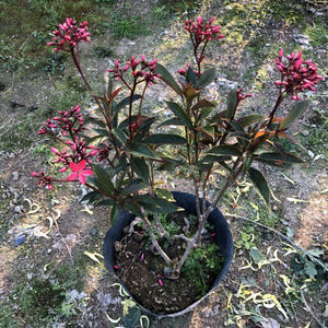 日日樱盆栽四季