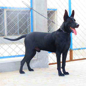 纯种黑狼幼犬大型看家护院犬墨界黑狼犬猛犬护卫犬巨型犬活体狼狗