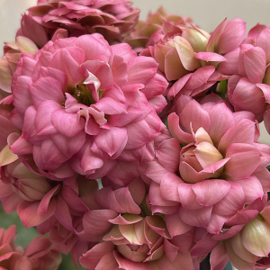 长寿花吉他 唐卡玫粉色 大花重瓣四季开花