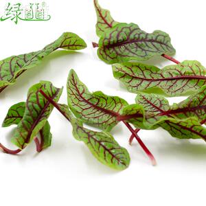 新鲜红酸模叶qcf大酒店西餐酸摆盘装饰可花草特色配菜食脉用红丝