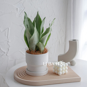 【白色虎皮兰盆栽】白色虎皮兰盆栽品牌,价格 - 阿里巴巴