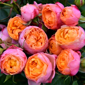 芒果浪漫月季花大苗阳台微型月季花苗玫瑰苗花卉绿植盆栽四季开花