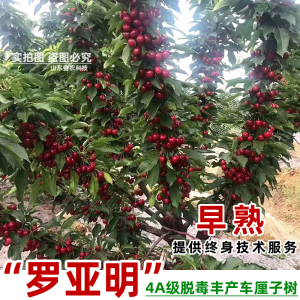 嫁接南方早熟罗亚明大樱桃树苖皇家米妮甜樱桃苗云南贵州四川种植