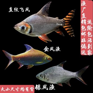 飞凤鱼 活鱼  金银凤招财鱼 观赏鱼 龙鱼高端配发财鱼 淡水热带鱼